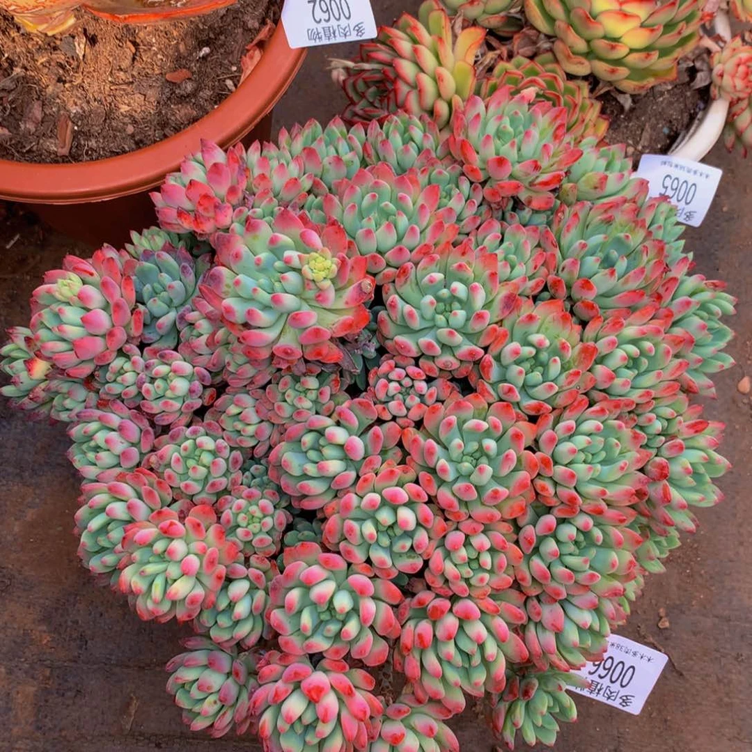 独***®0066蓝苹果多肉