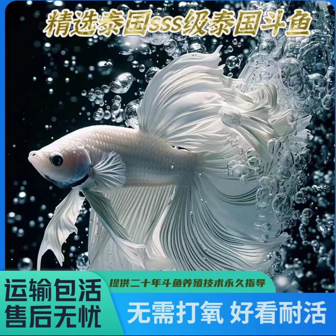 精品sss级泰国婚纱尾斗鱼001-028
