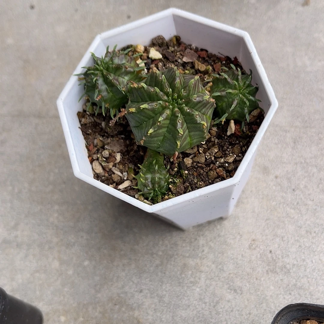 法利达大群一物一拍