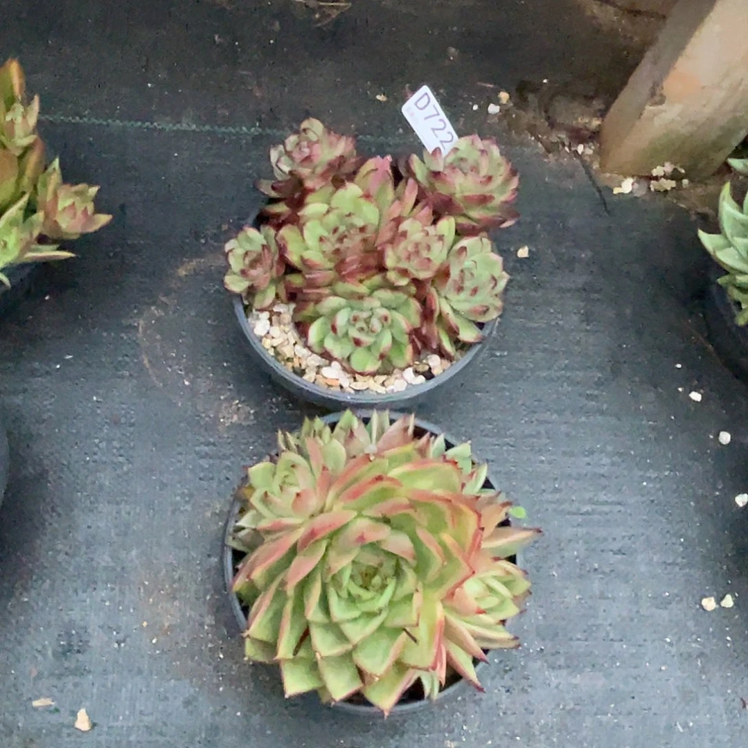 若如东云单拍D722