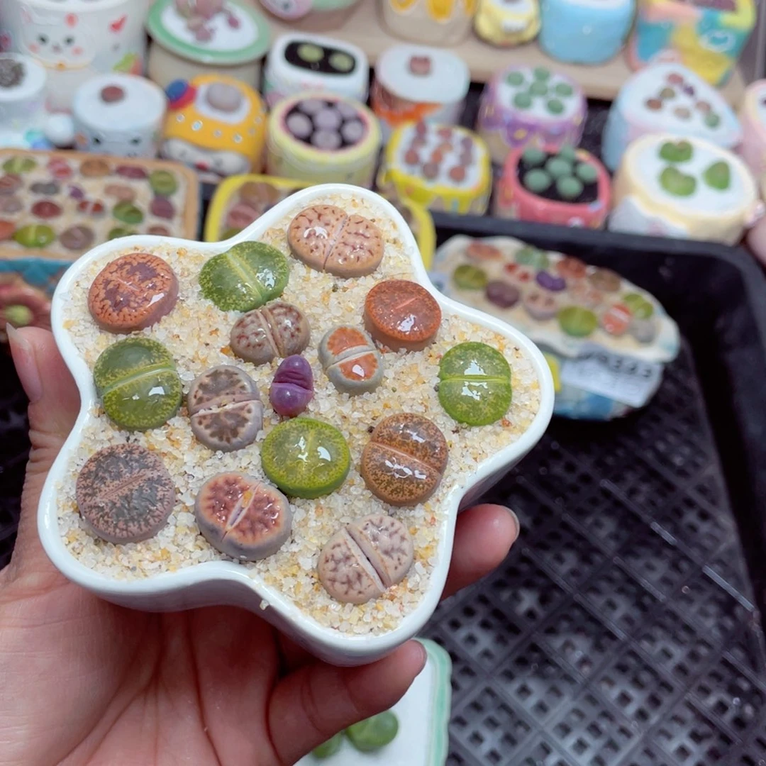 w9344 零下地区拍保温箱 -15支持寄养