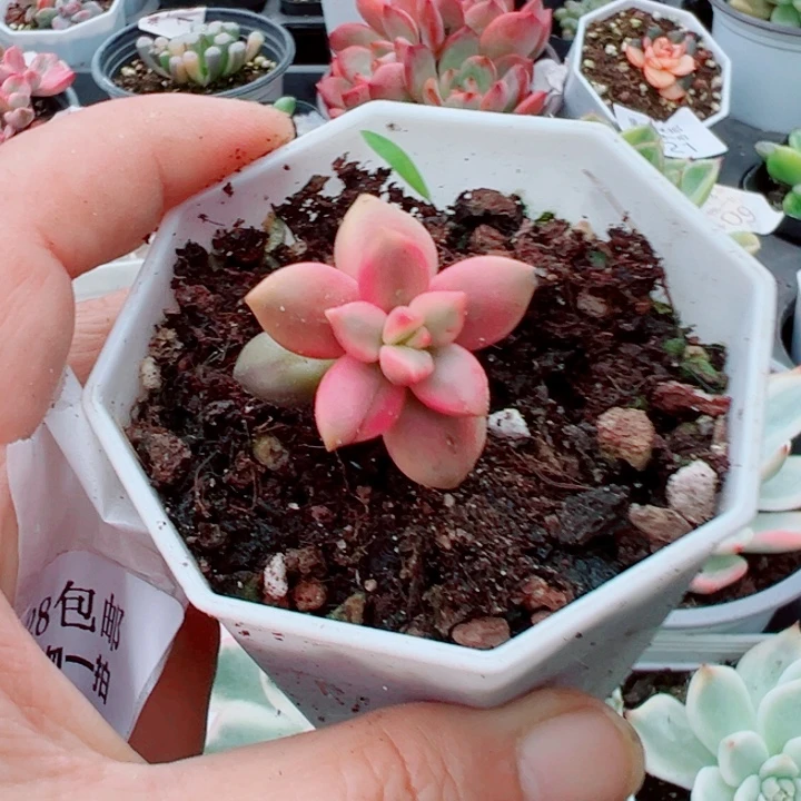 黑美人锦多肉植物325