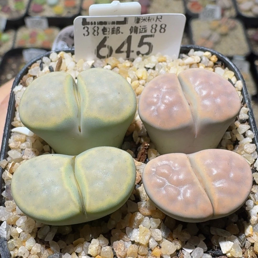 Ssss精品生石花645