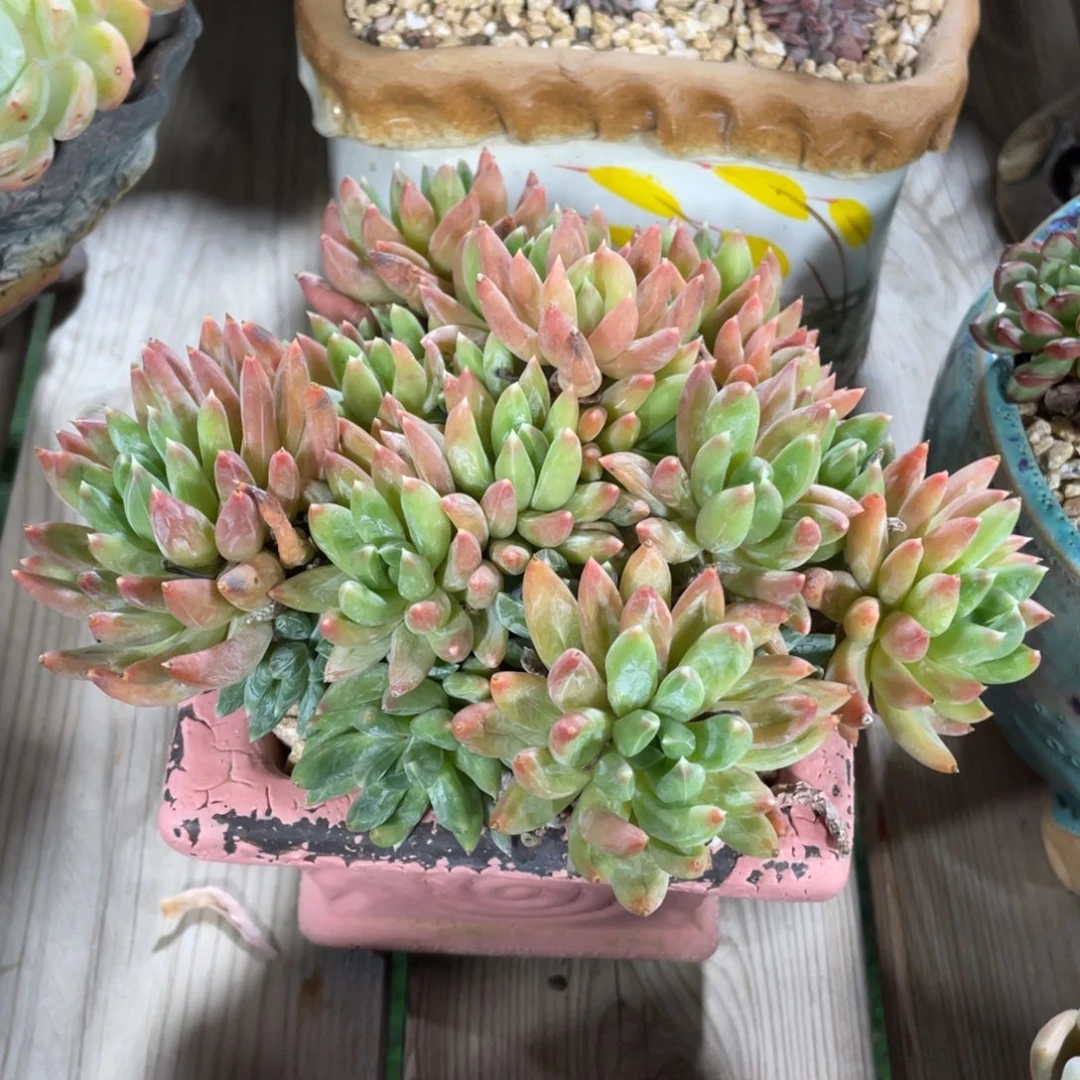 豆总多肉炫彩星群