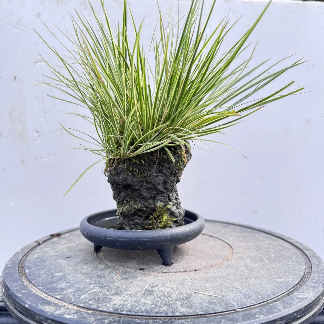 山有品181#  有栖川附石菖蒲盆景