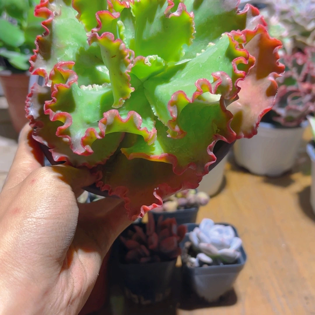 *****康康之舞新疆包邮！！！