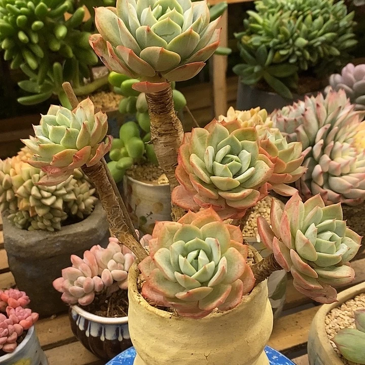 多肉植物肉肉植物