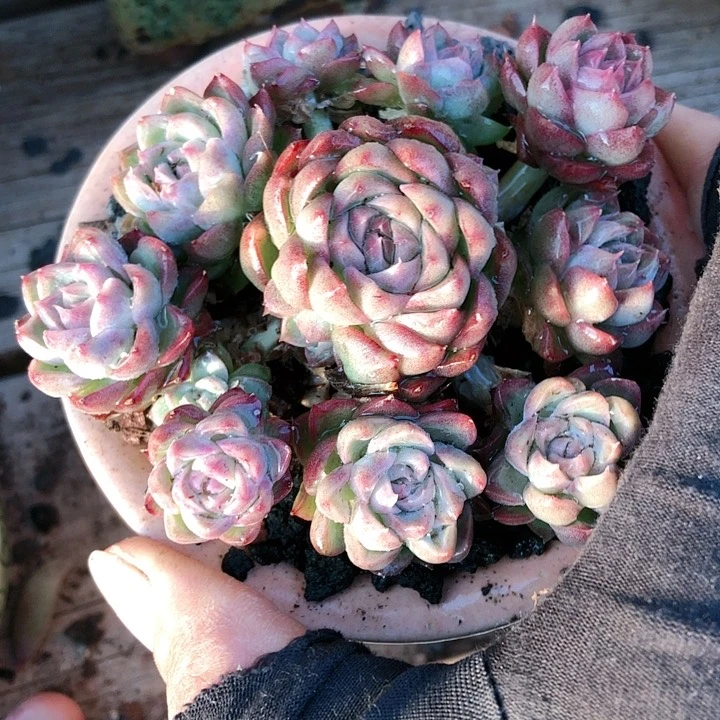 【闪购商品】诗*诗越女王