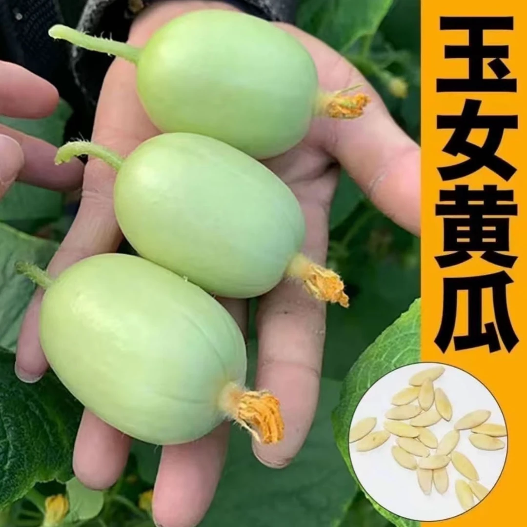 jj玉女黄瓜（种籽）今年新种今年新种