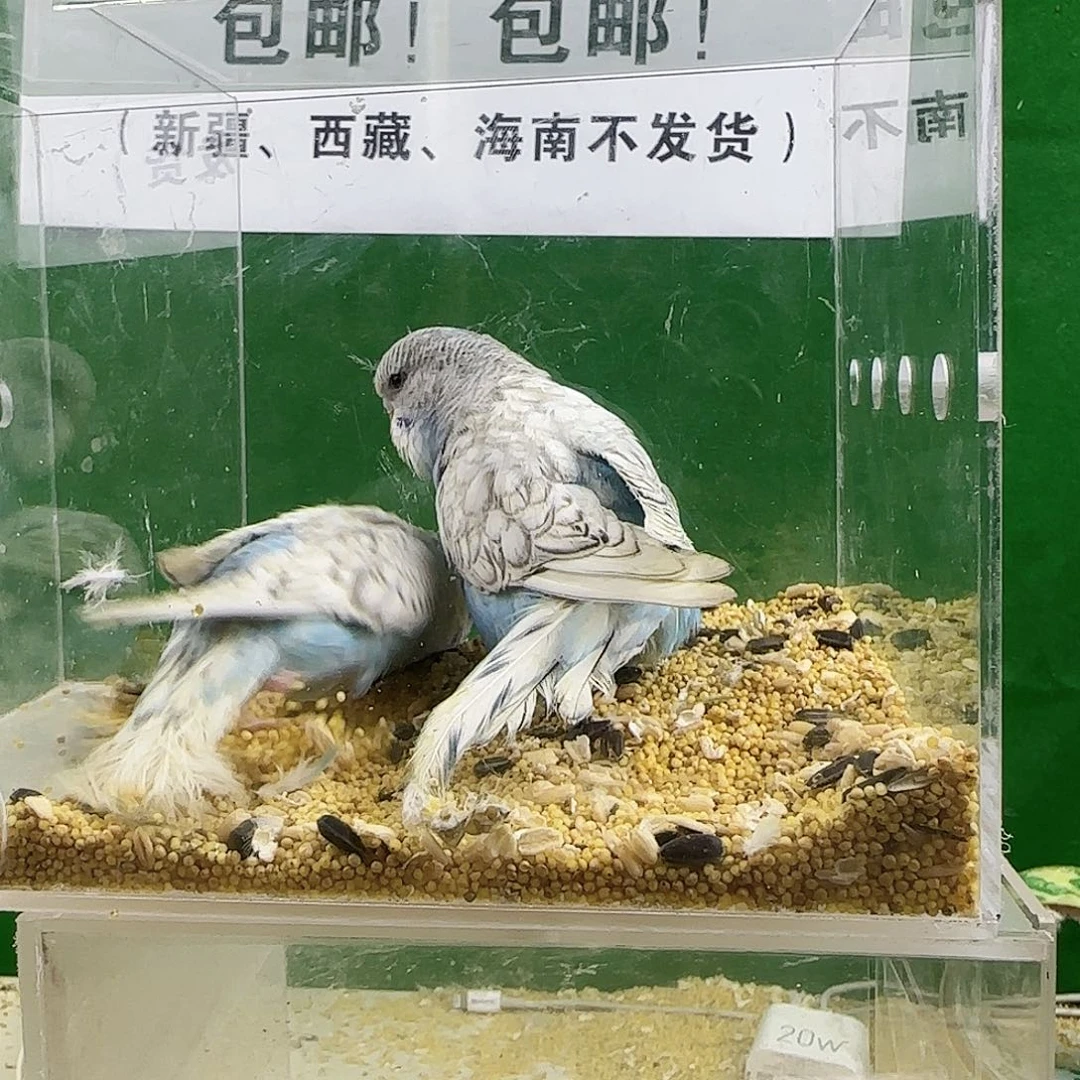 虎皮鹦鹉大头鹦鹉