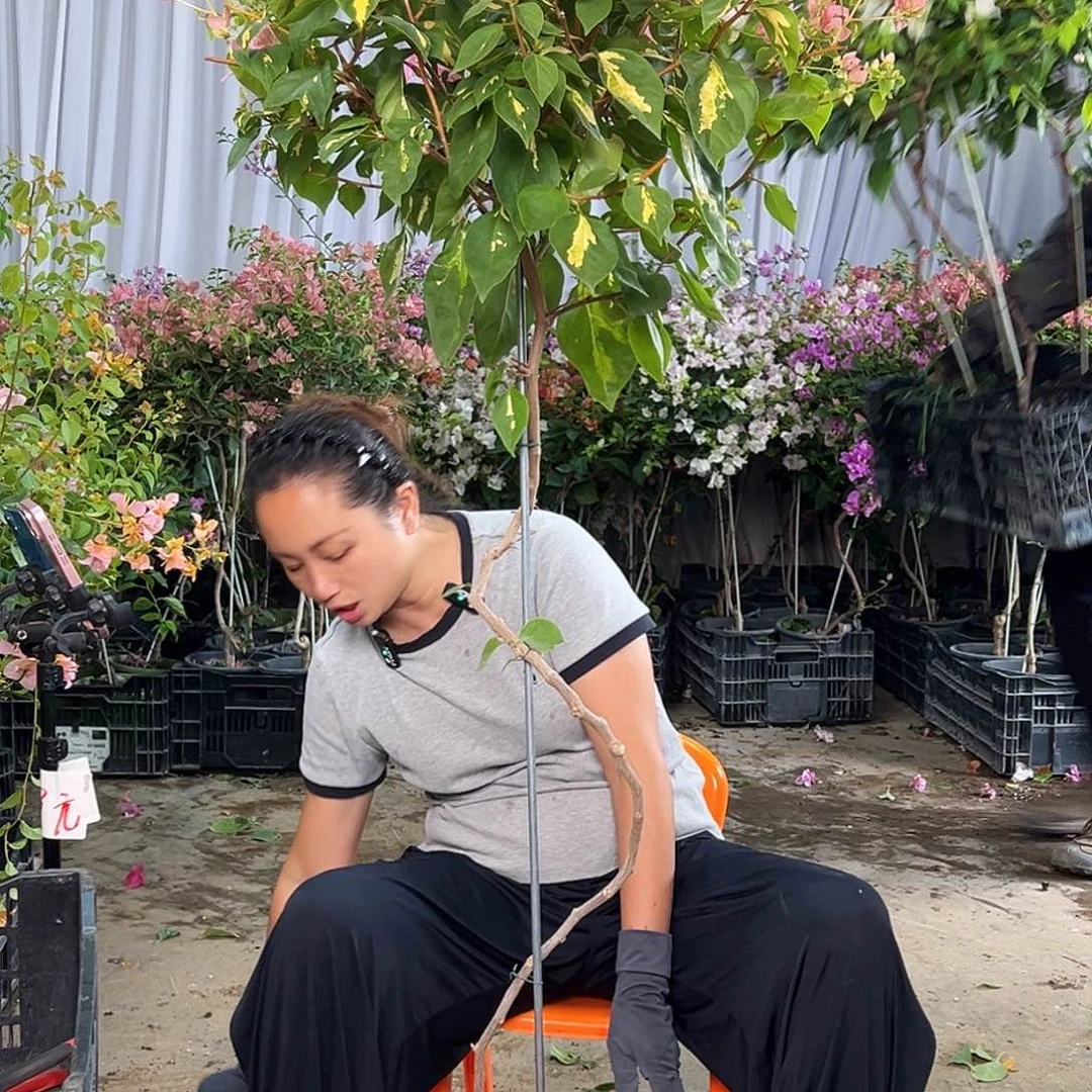 C***5当前无花栽培后可以开花B44橙白