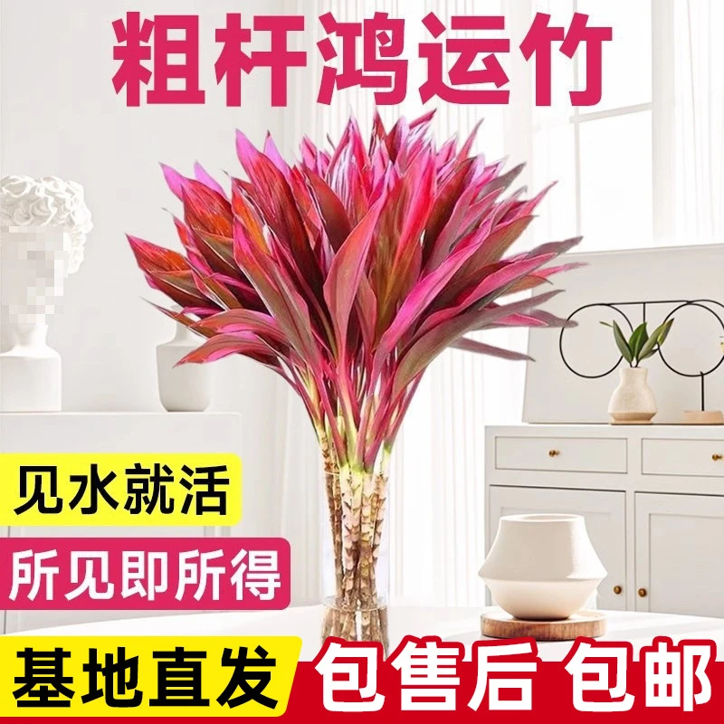 水培红紫竹鸿运当富贵竹植物粗杆带根客厅招财竹子室内好养活花卉