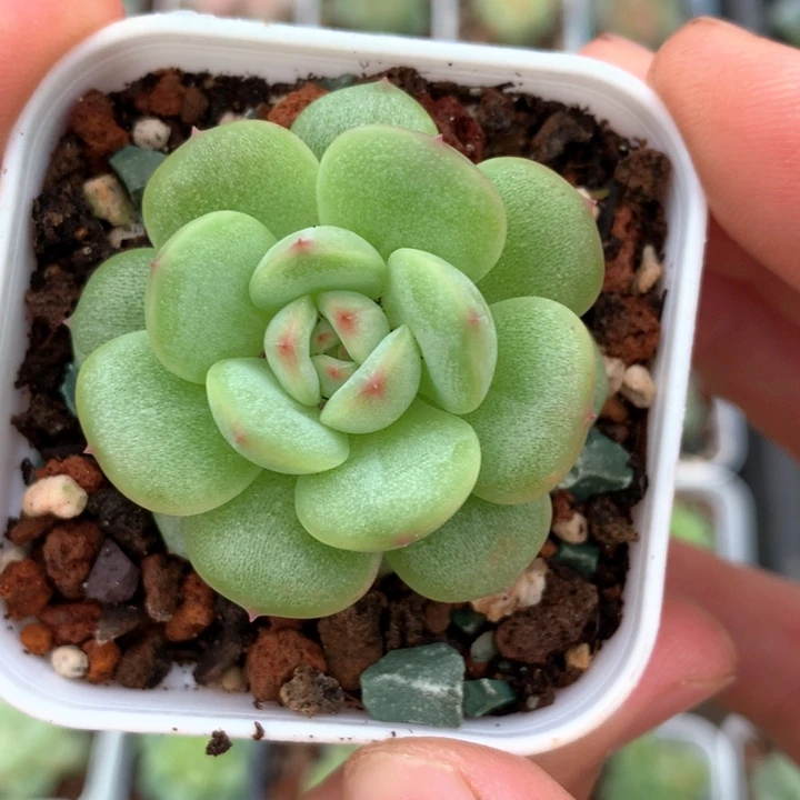 王曦开姐姐专拍链接