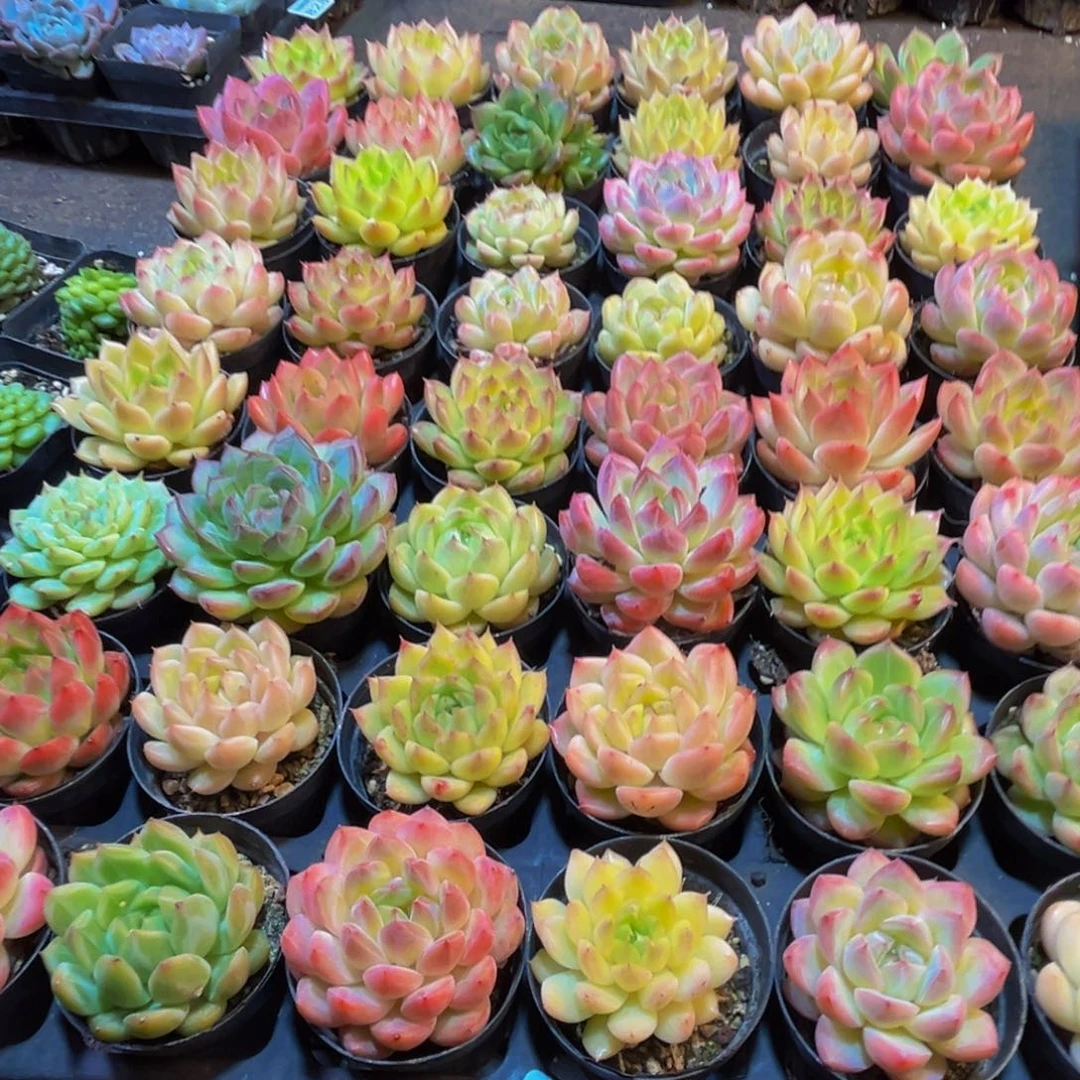 阿***音874多肉植物和植物在这里