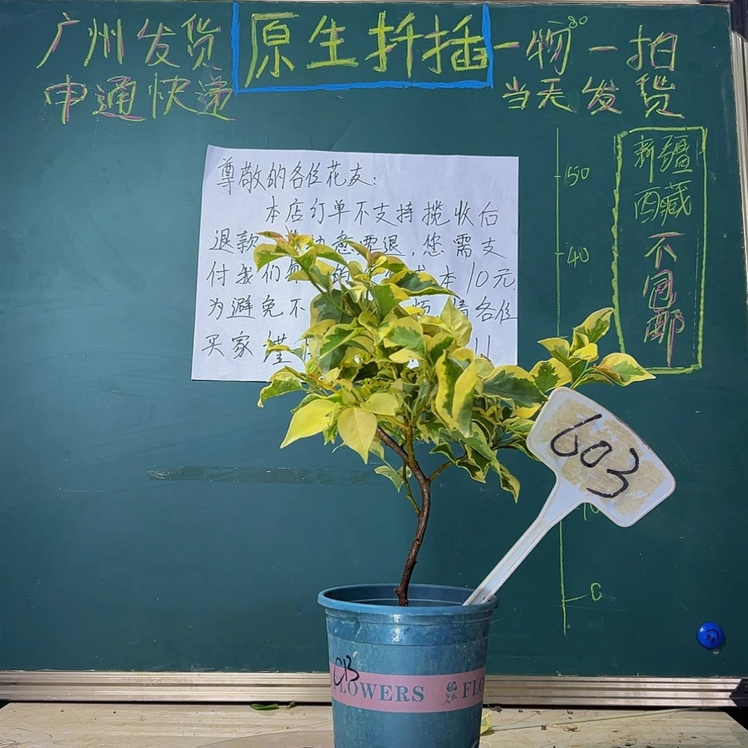 当前无花栽培后可以开花 橙冰 细弯杆 603