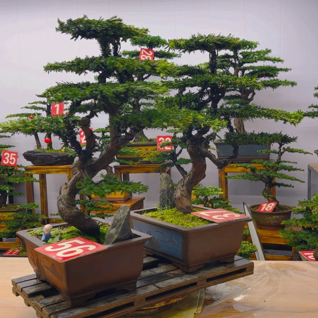 完全开放罗汉松盆景一对