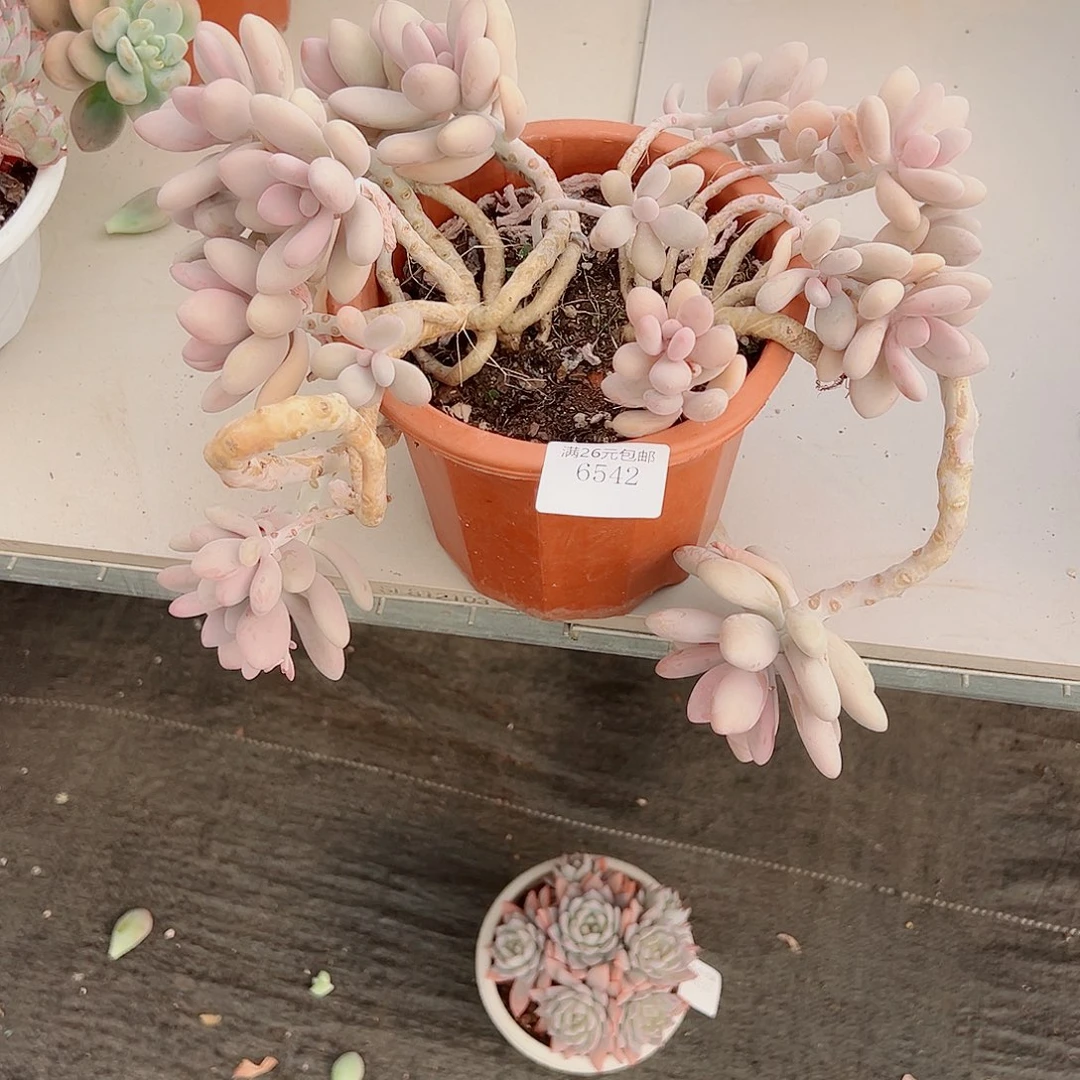 凡****6542桃蛋多肉植物