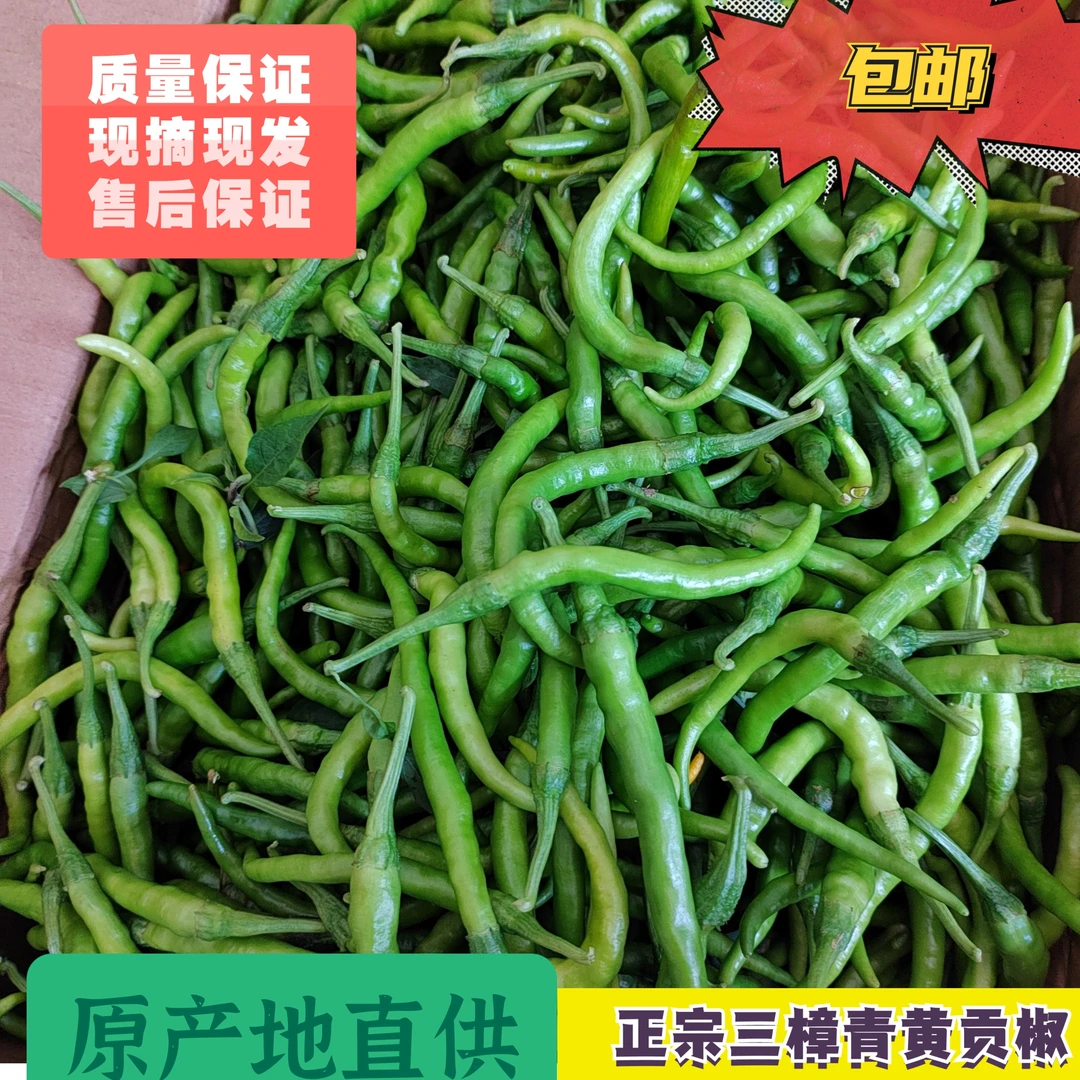 湖南衡东农家特产三樟青黄辣椒农村现摘现发特辣清脆新鲜绿椒
