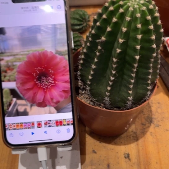 露露金刚红圆圆6公分左右柱子