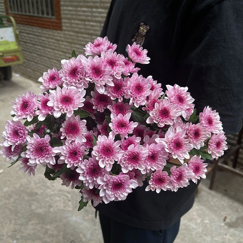 丹心粉小菊10枝全店任意1-5把花一个运费