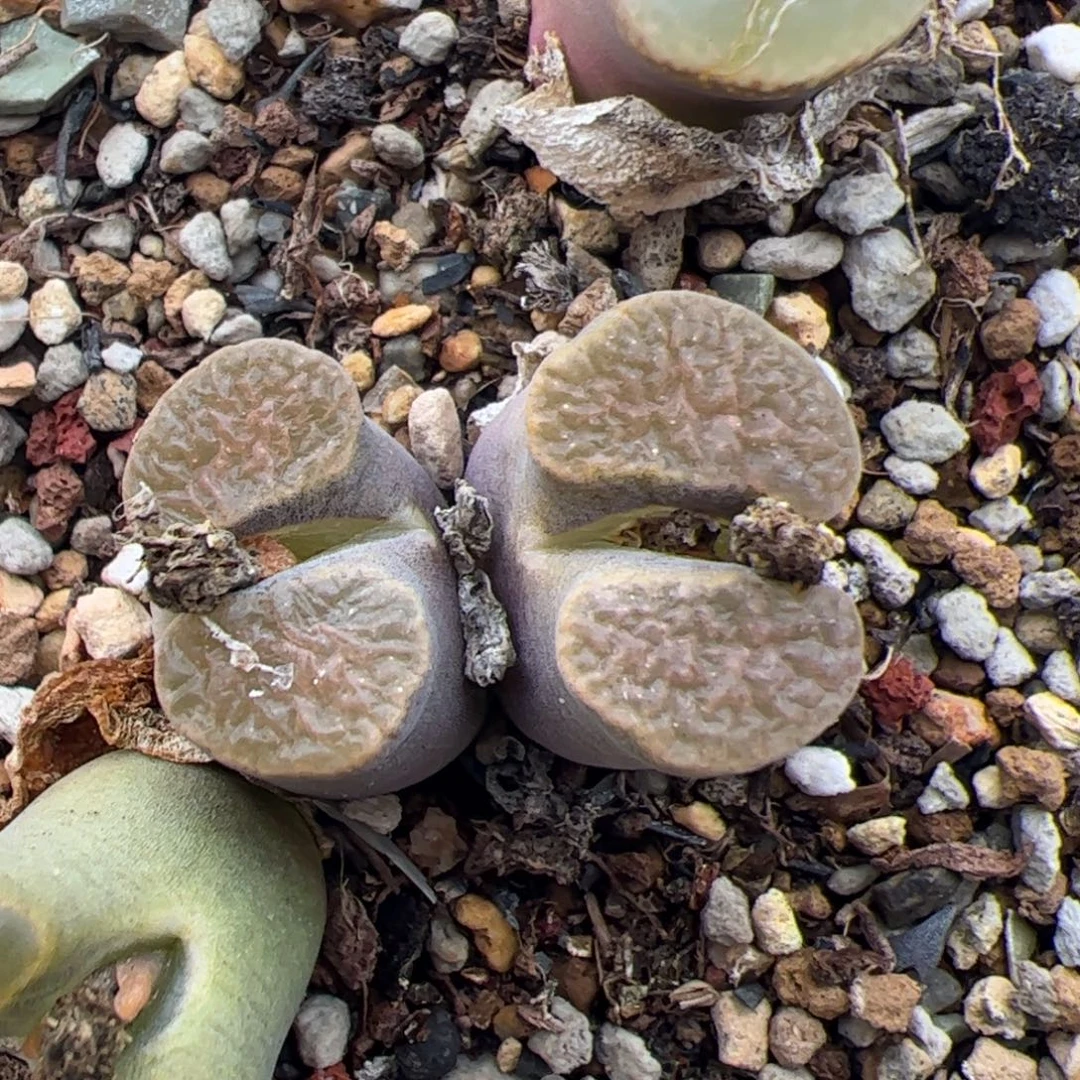 0420号磁铁 多肉植物