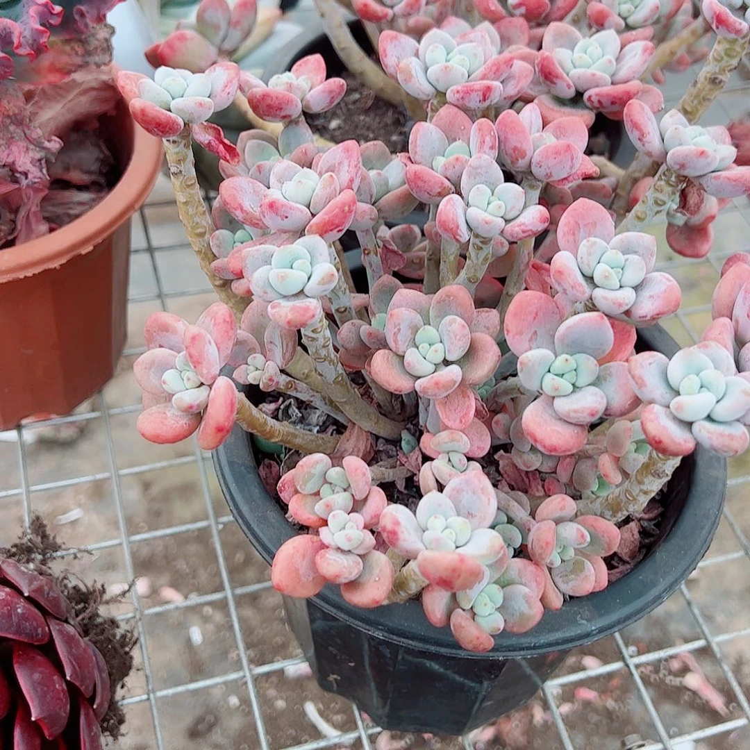 樱花红洛神多头群生老桩