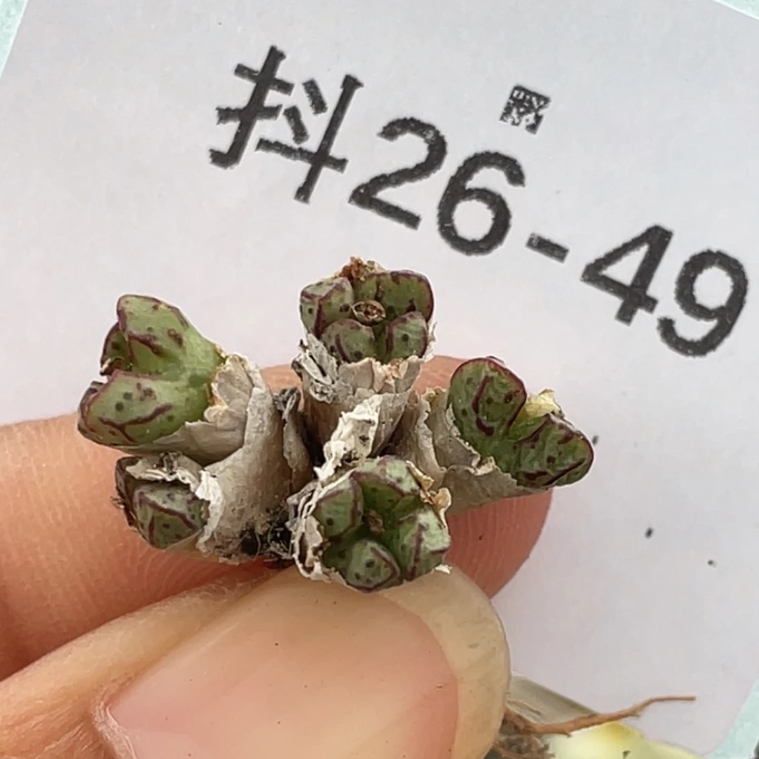 26-49小t多肉植物