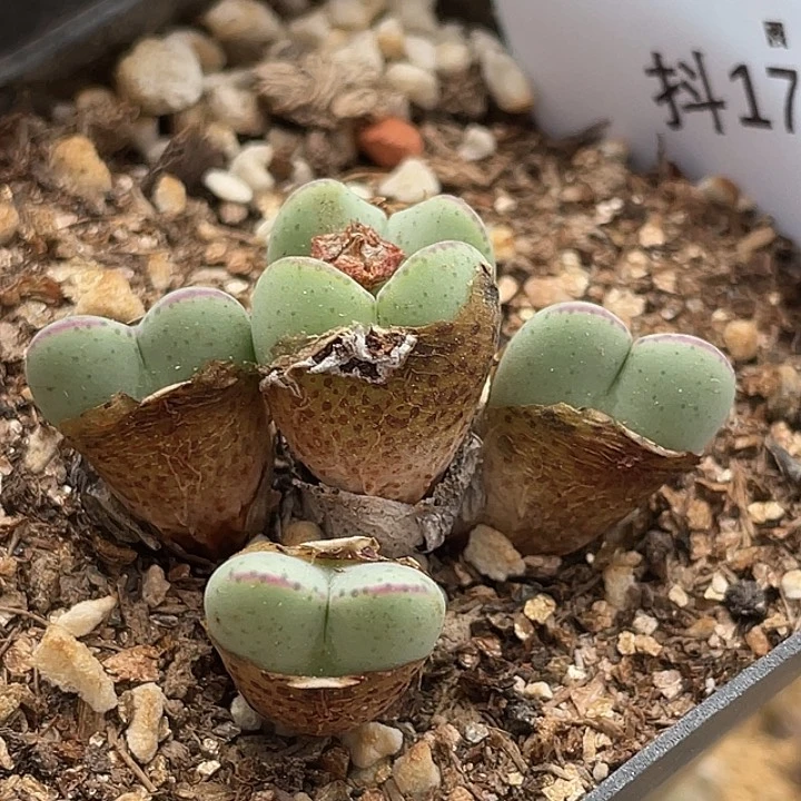 17-64将多肉植物肉锥