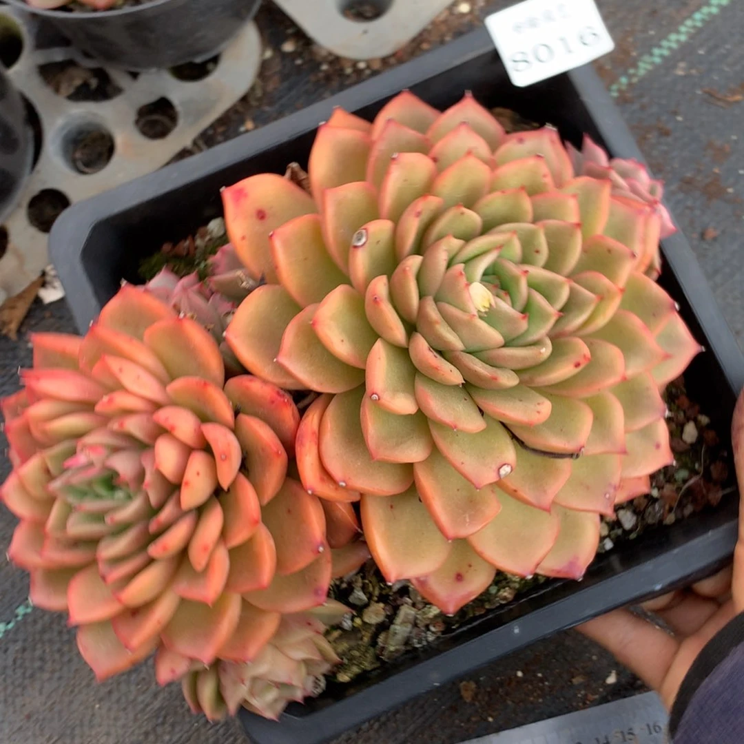 8016杂交多肉老桩