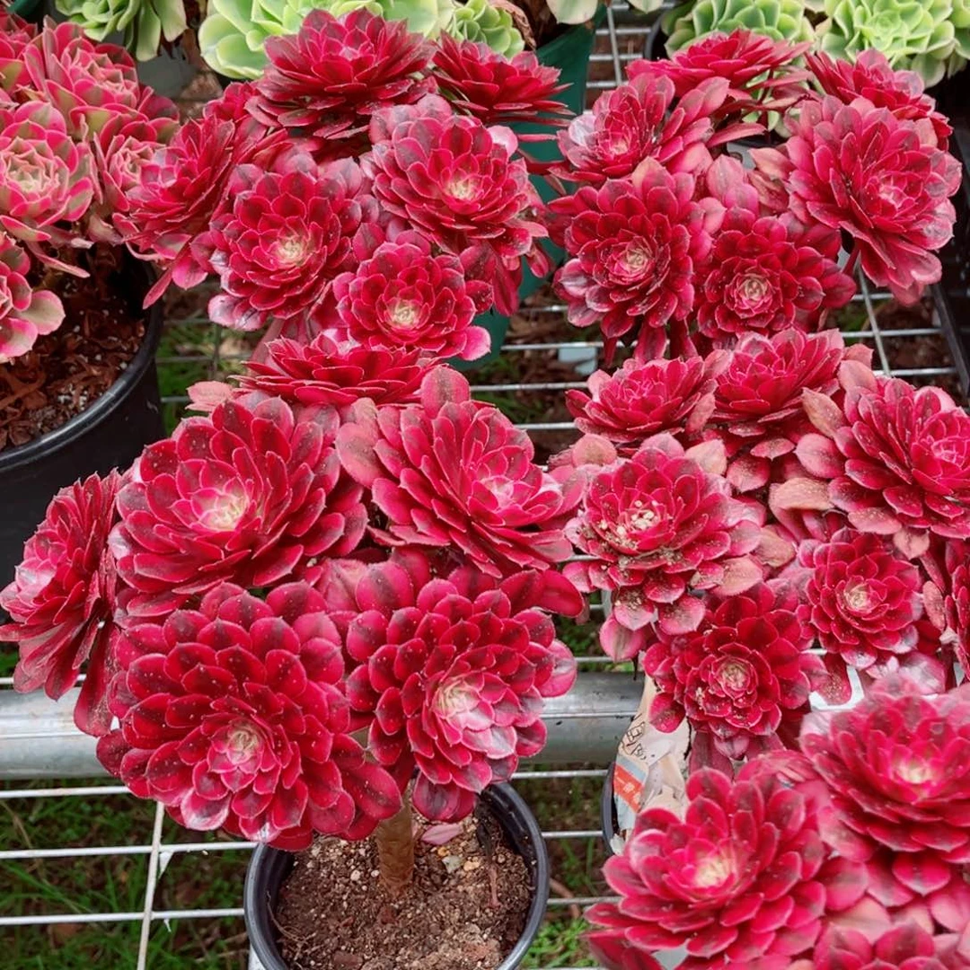 老桩小号黑天鹅量拍多肉法师一个（带盆带土，会掉状态）