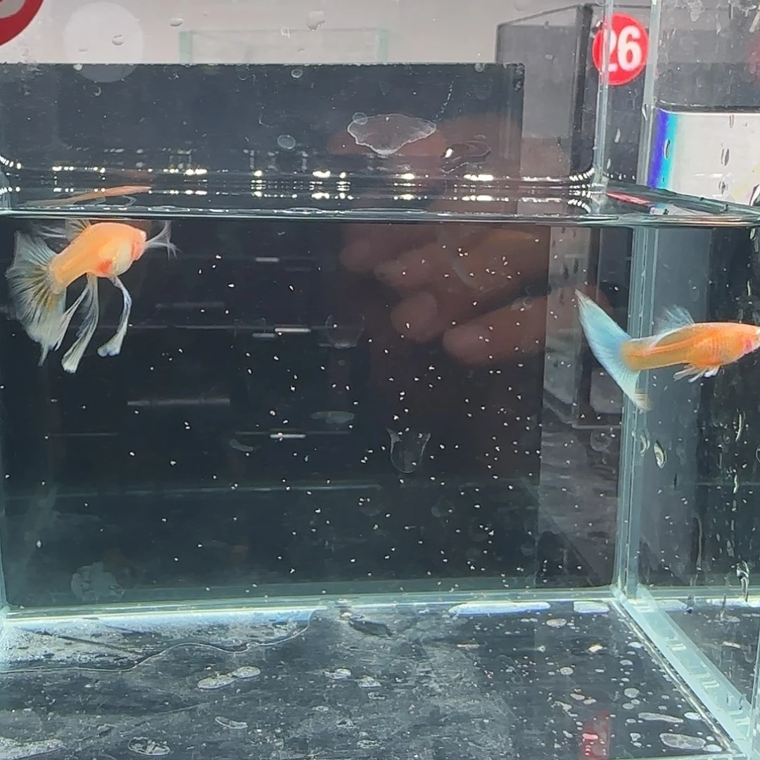 孔雀鱼33号蓝白灯笼绣球1对