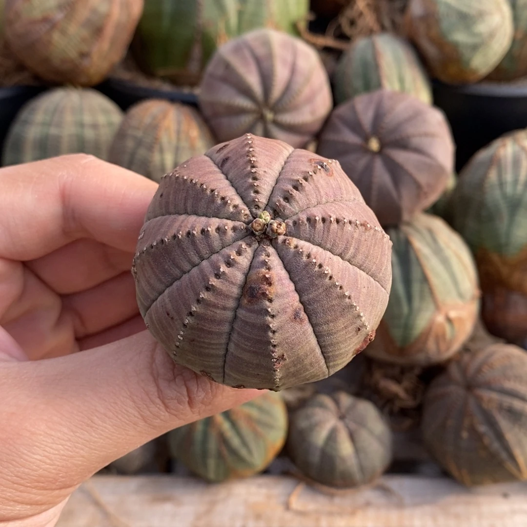 2 欧系实生布纹球多肉植物