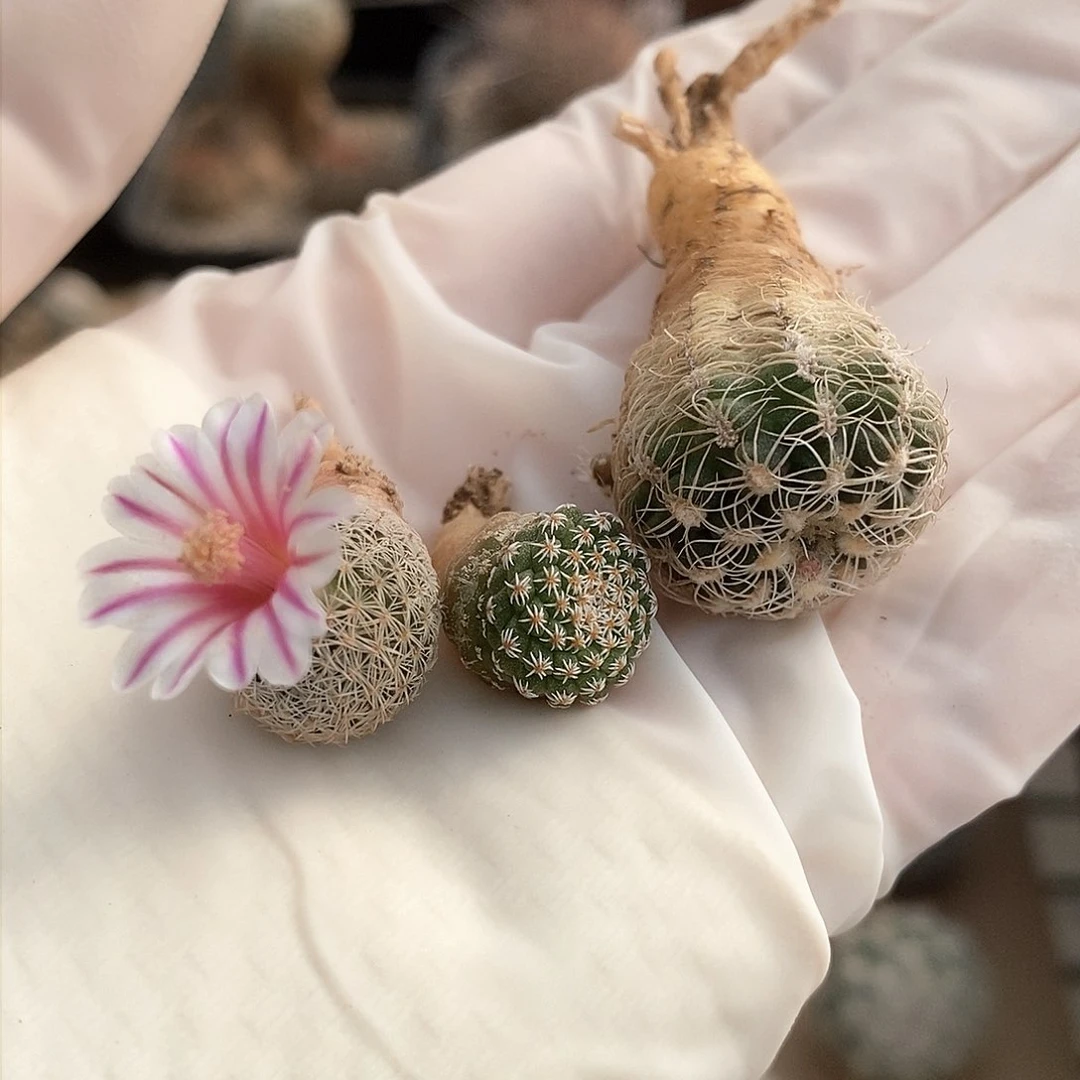 美丽丸➕菊水➕罗星丸实生