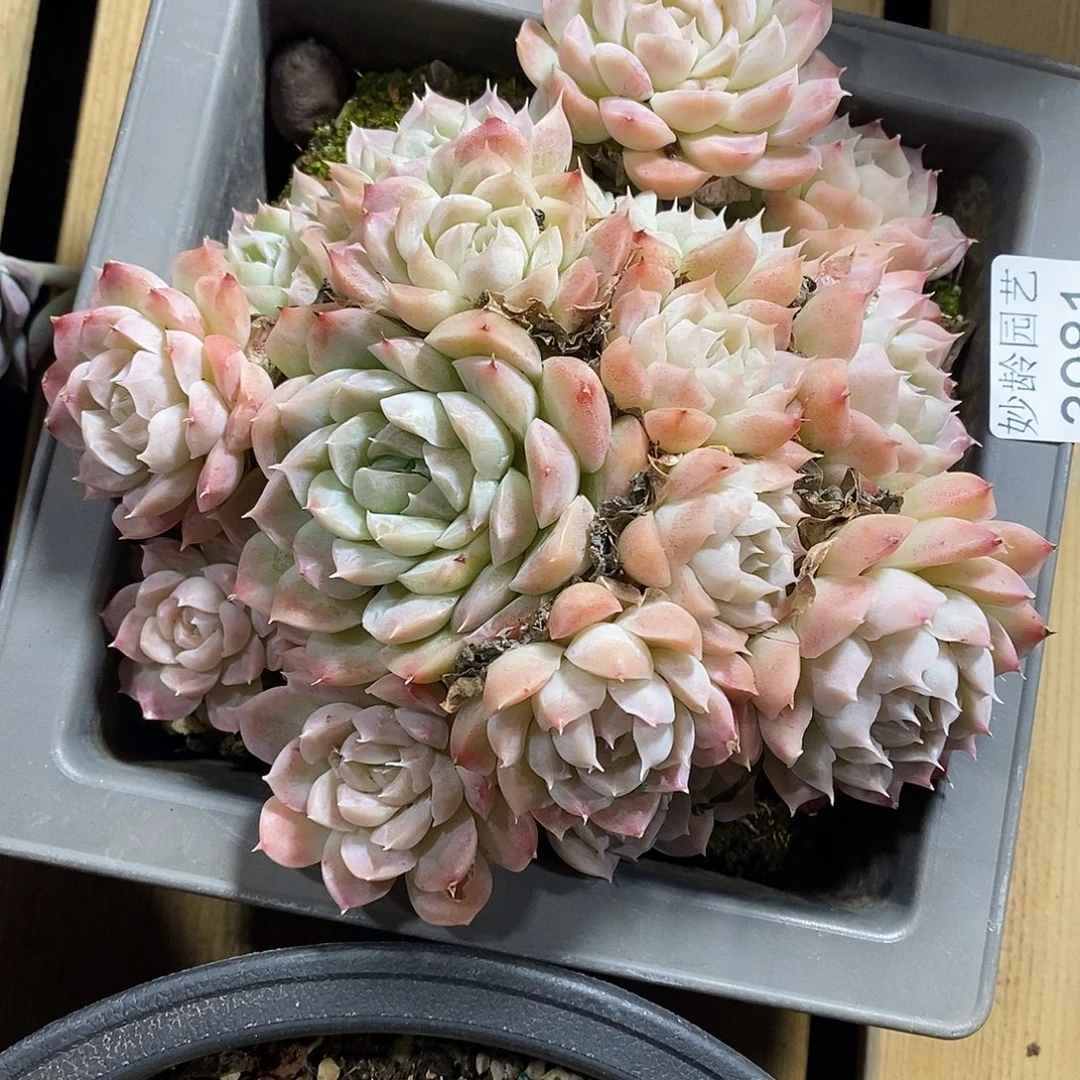 中***23981杂交老桩基地～15厘米