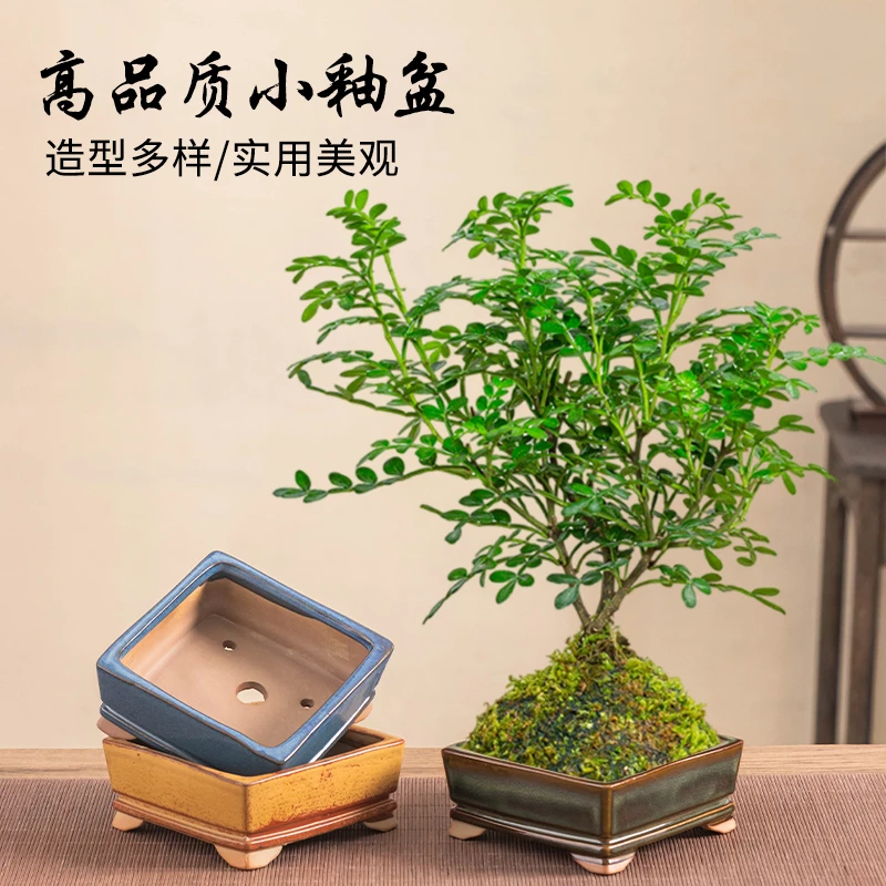 新款四方微盆栽中式禅意迷你植物花盆家用室内办公室桌面小盆景