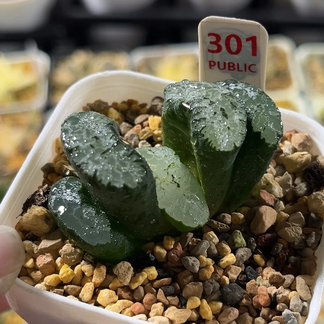 301蓝翼玉扇锦福利福利