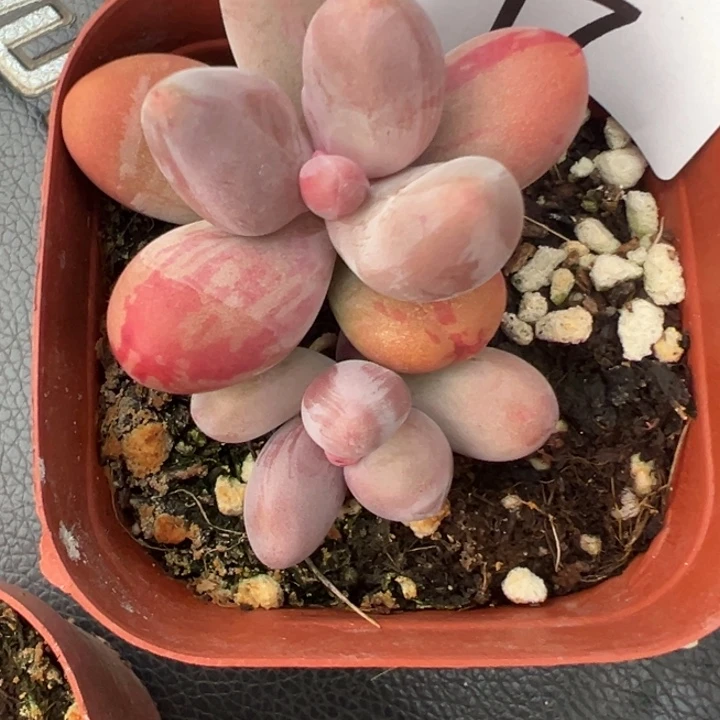 手指拉丝锦多肉植物17