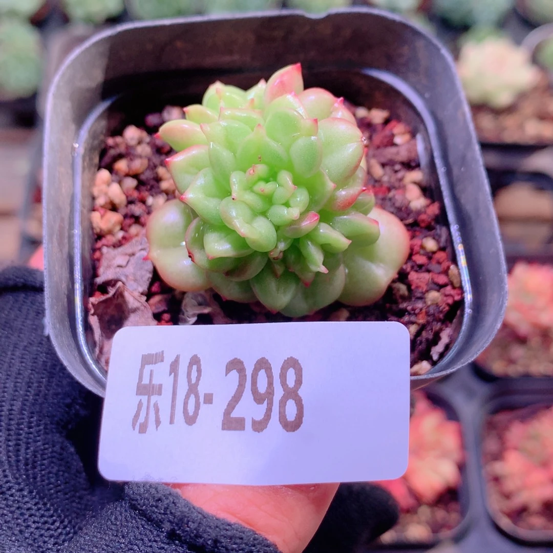 乐然18-298 苹果花
