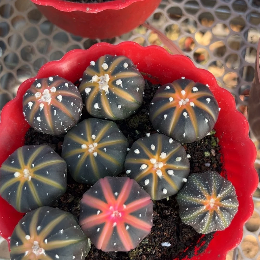 圈***圈零零落落 零零落落