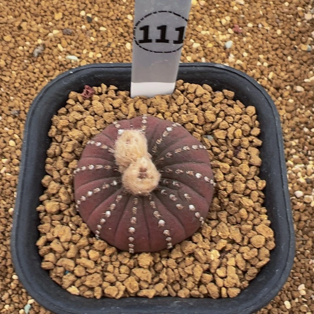 111实生根大型士童多肉植物带盆土