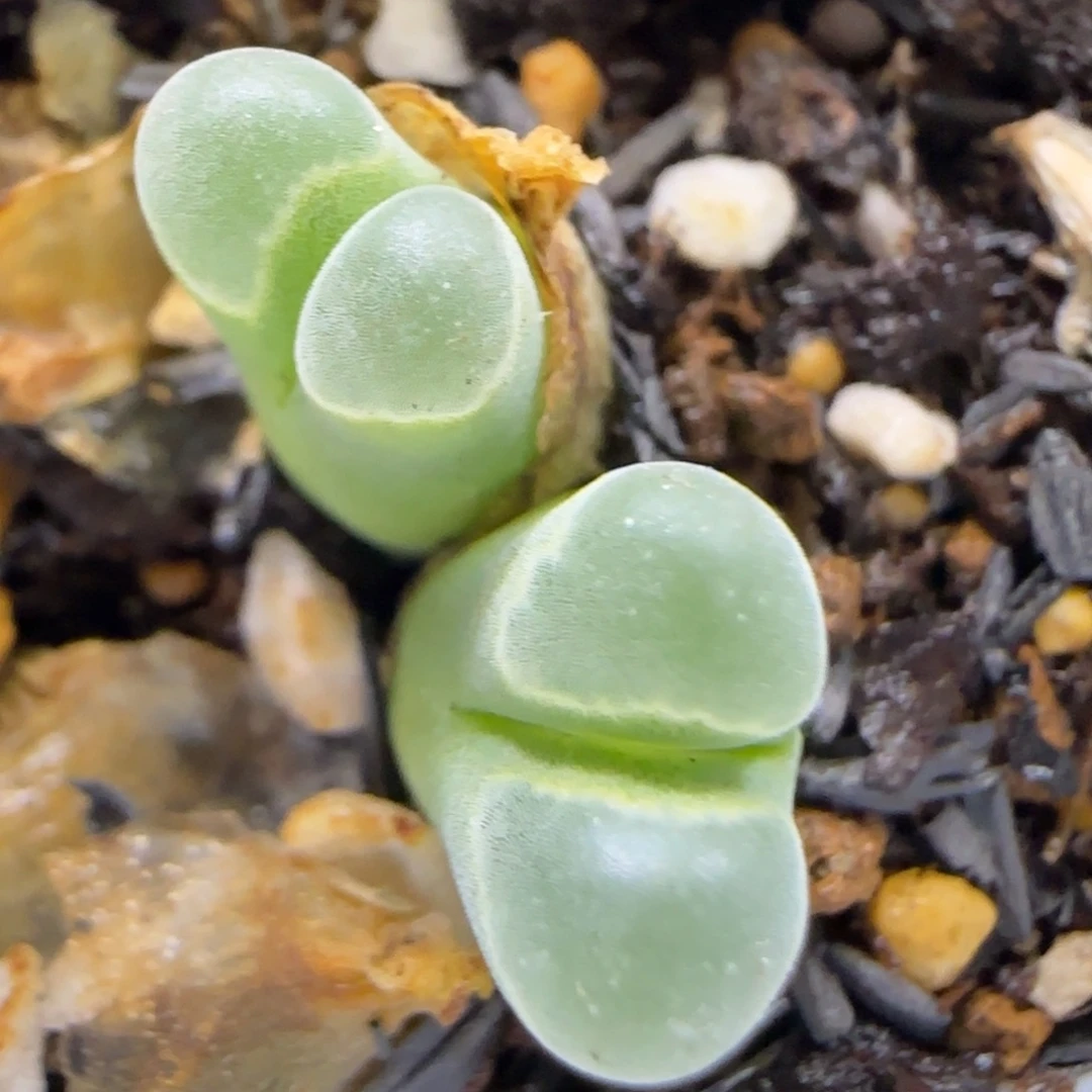 10.29。  .84极窗风铃。  2003