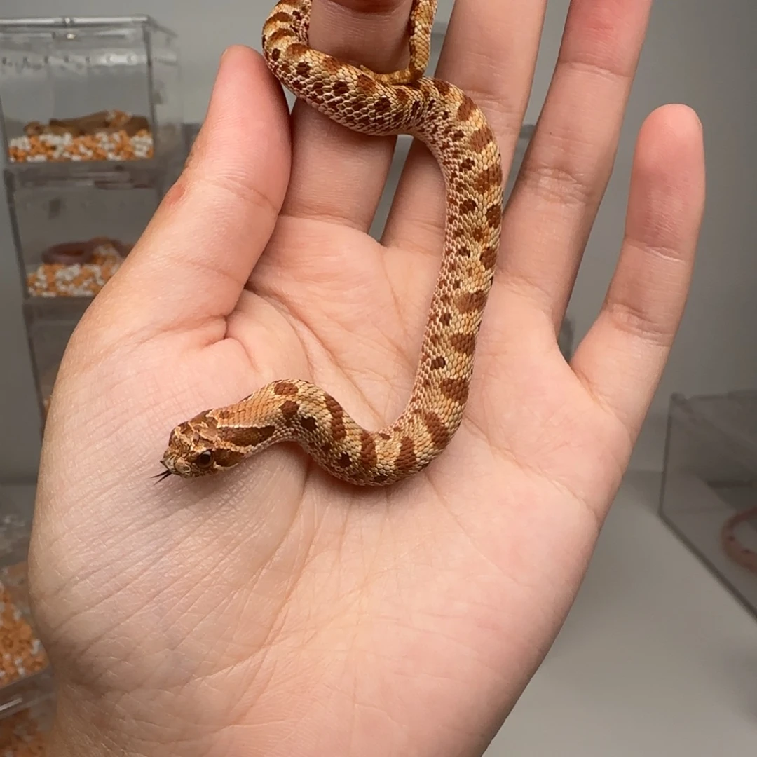 直播间专拍 康达妹妹