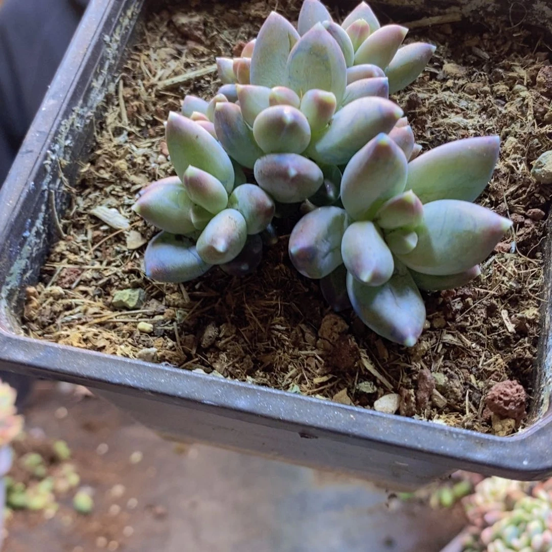 捷*C114号星空美人