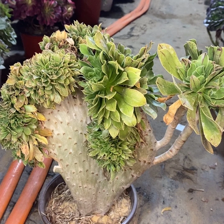 原始绿缀多肉有豁口10。