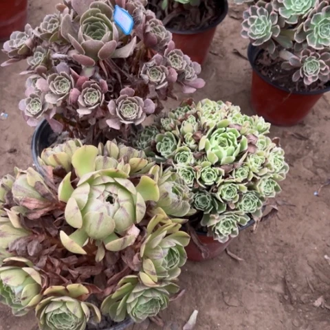 727多肉植物组合，