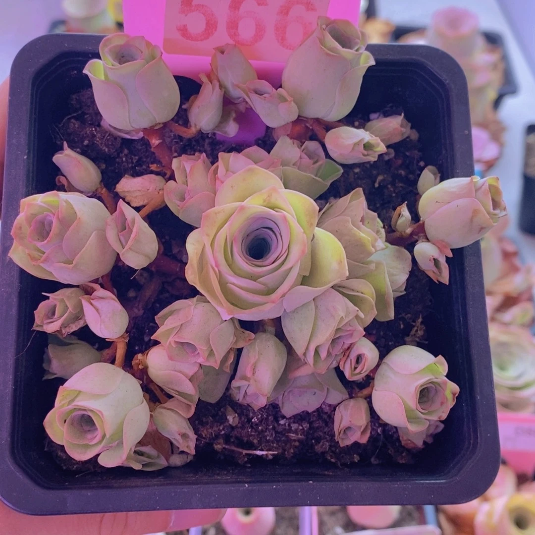 *****山地玫瑰一物一拍566