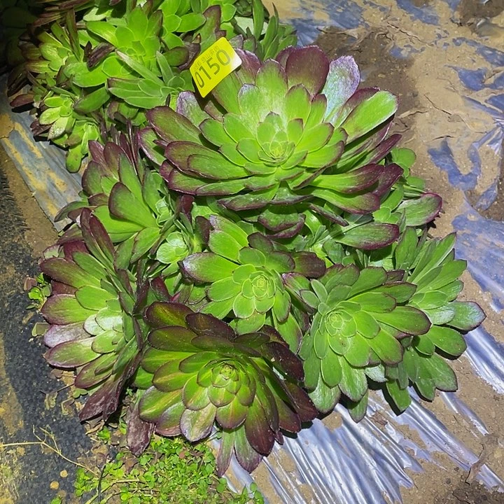 0150万花筒中班家高锦多肉植物