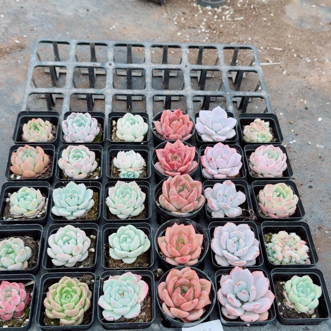 22-17多肉杂交三十颗量拍