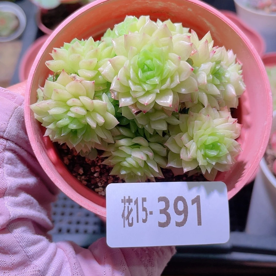 花利美15-391麦秆