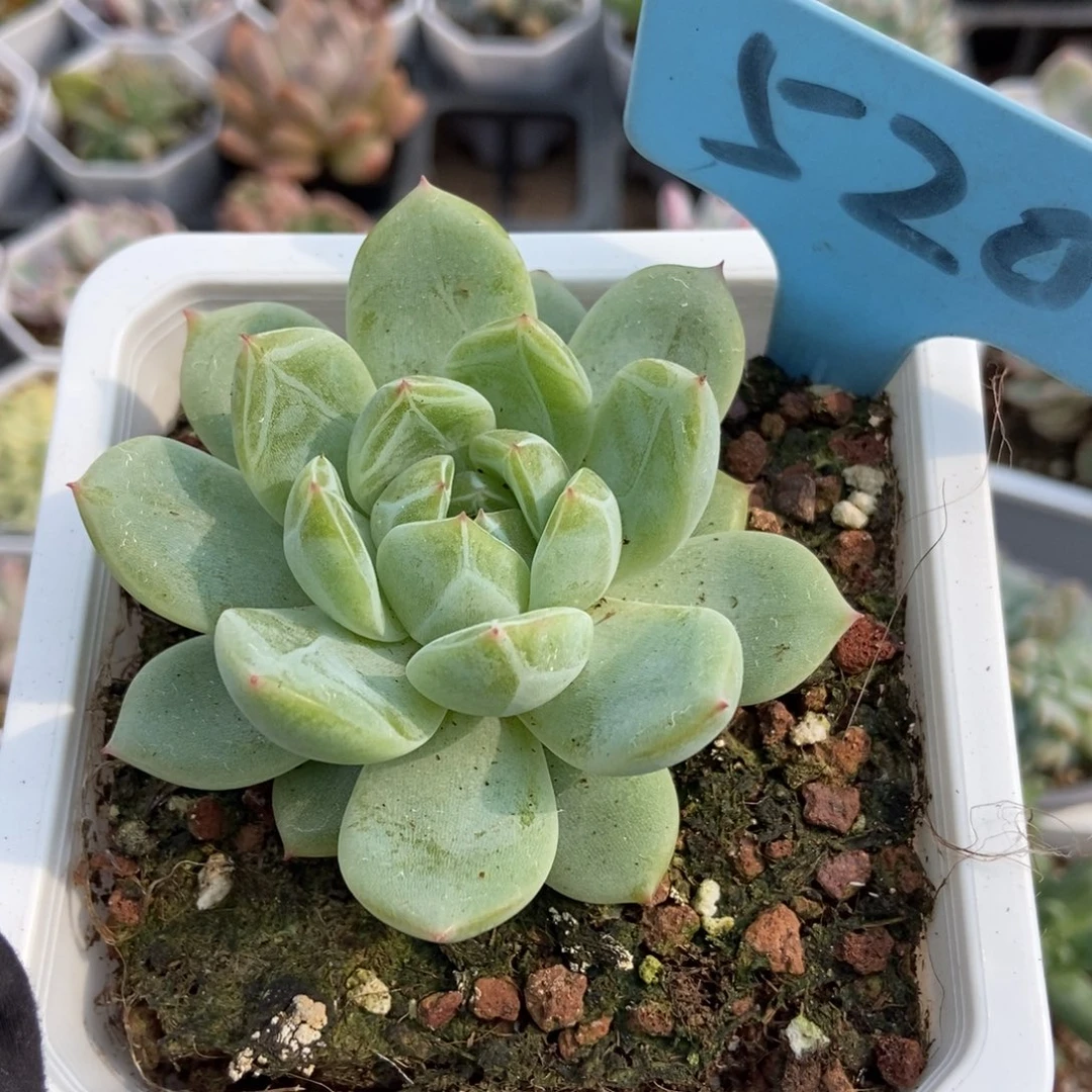 520雪花珍妮多肉植物保护